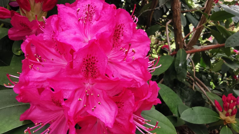 Close up of a large hot pink rhododendron flower